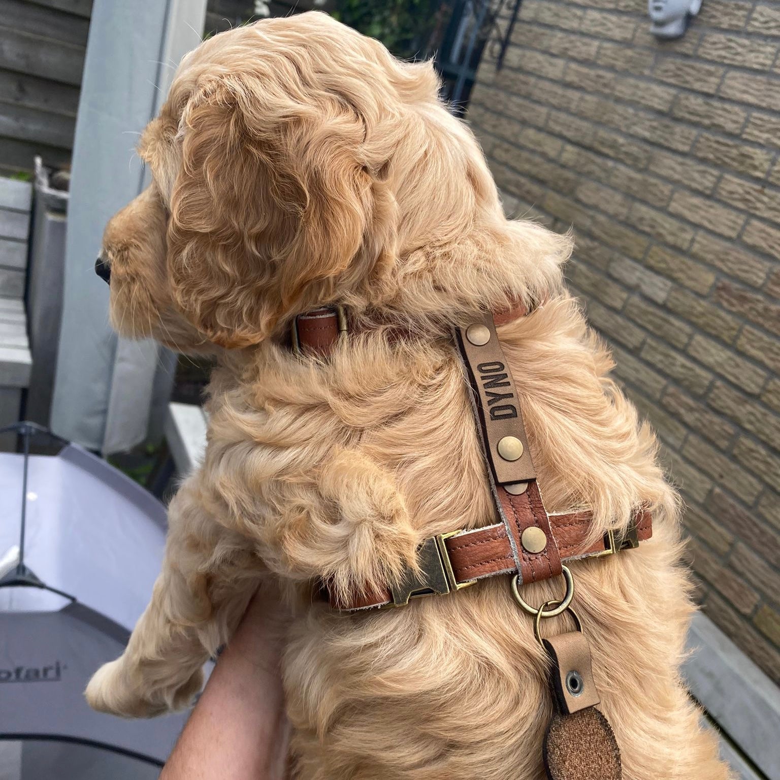 Why should you purchase a leather harness for your puppy Meola Leather Dogs