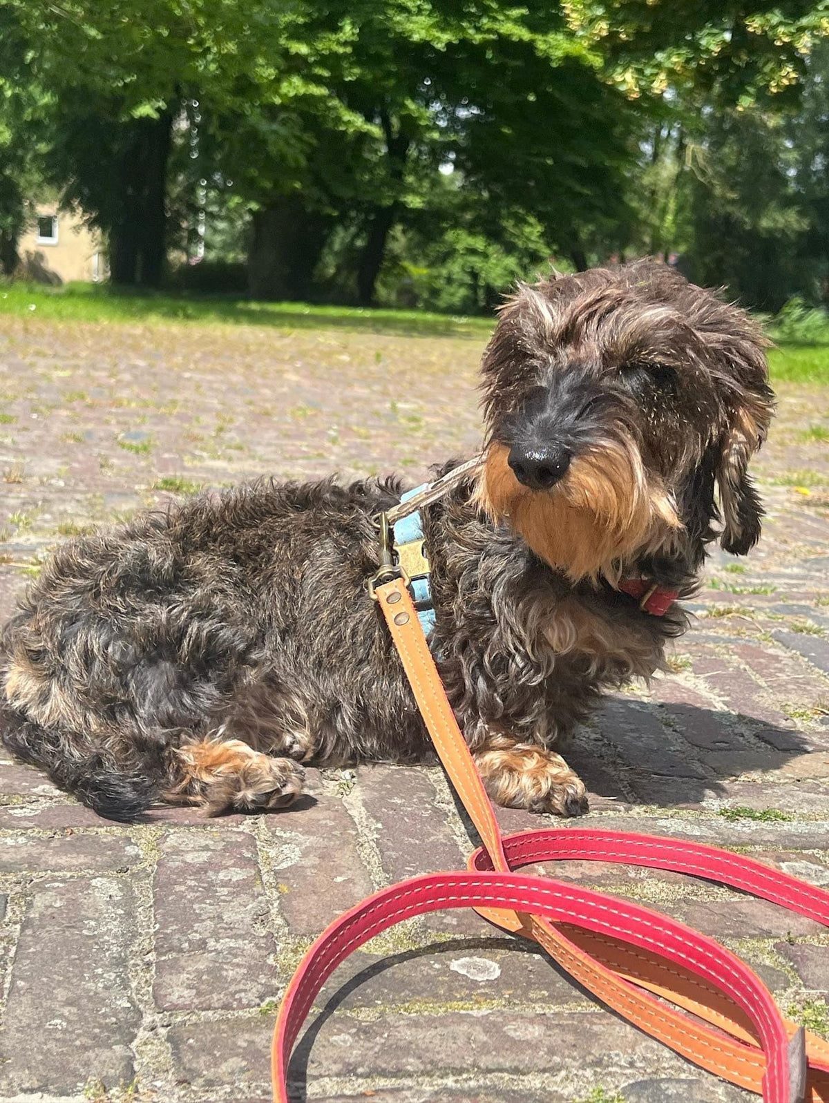 De teckel en zijn tuig: waarom standaard maten FALEN (en hoe je het fixt)