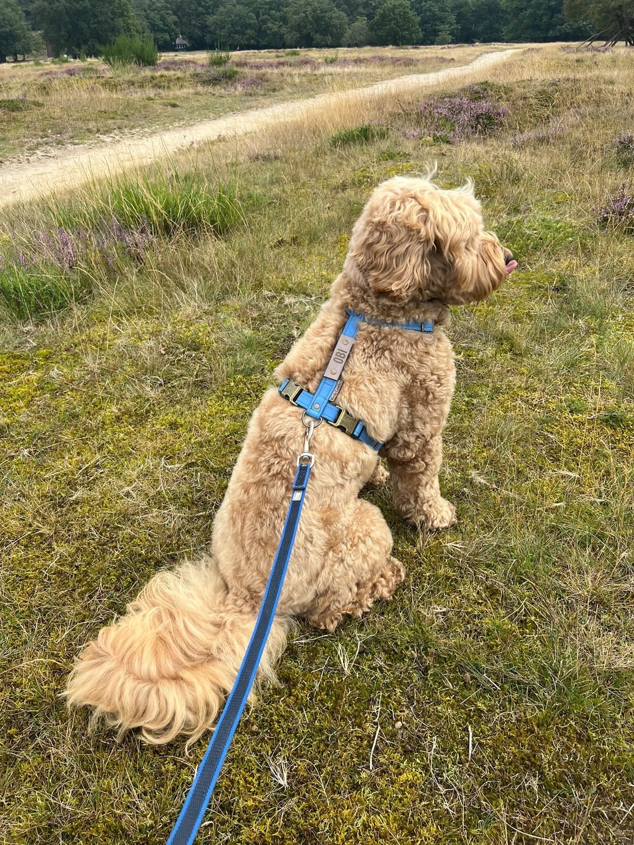 Waarom ik tuigen maak – en wat jij moet weten over comfort voor je hond