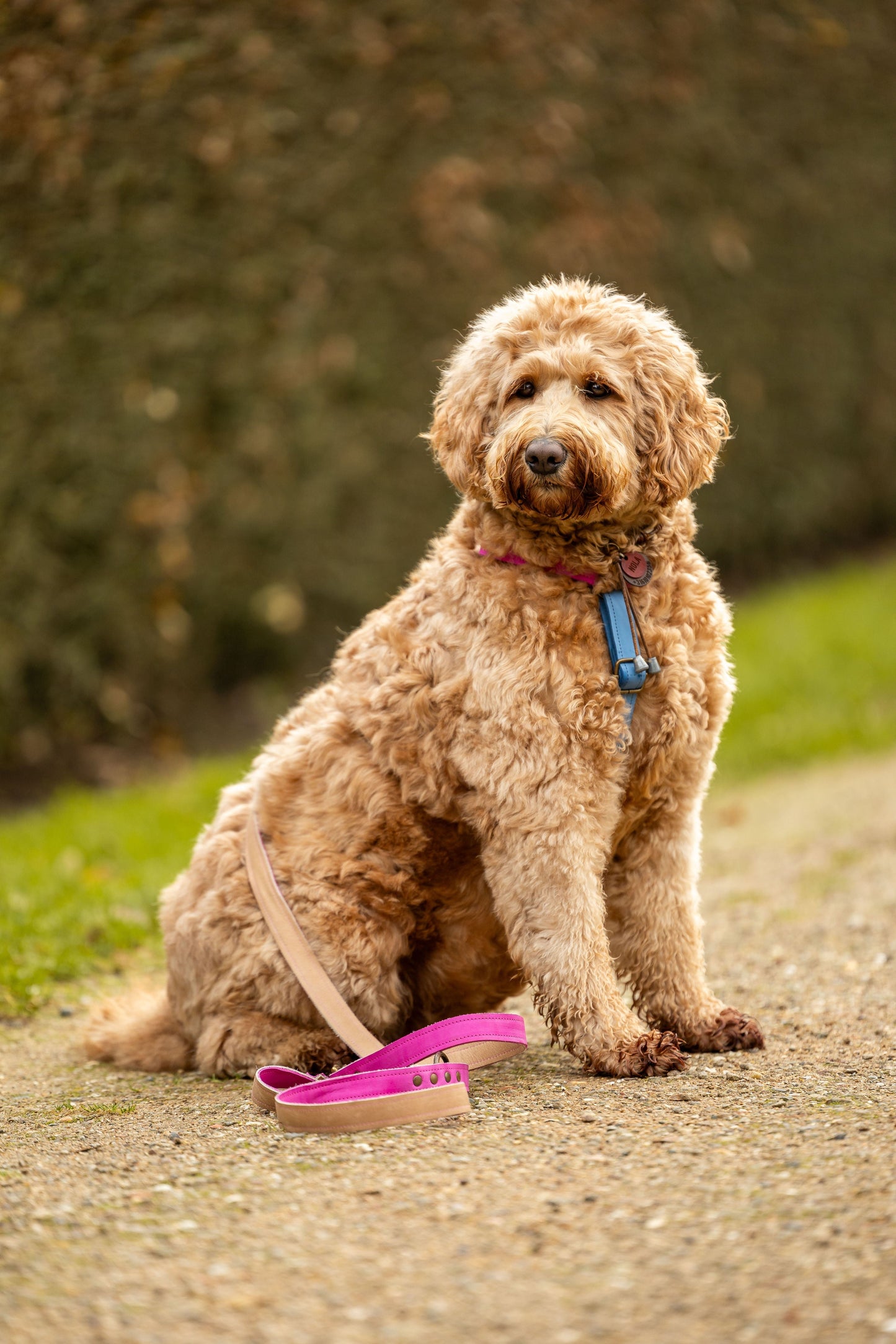 Leren hondentuig labradoodle