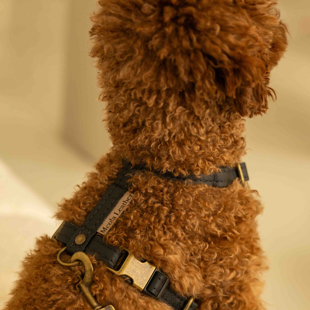 Welke maat tuig heb ik nodig voor mijn hond?