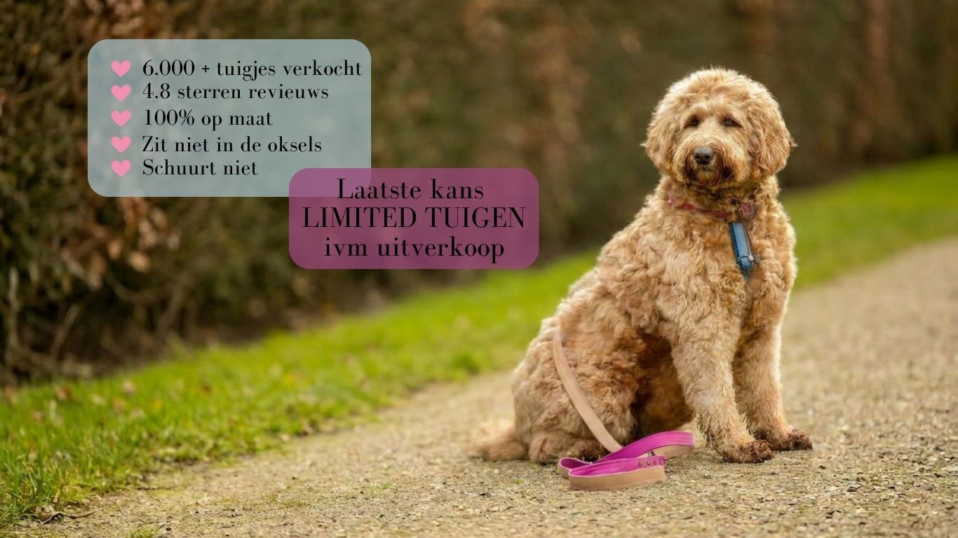 Meola Leather Dogs