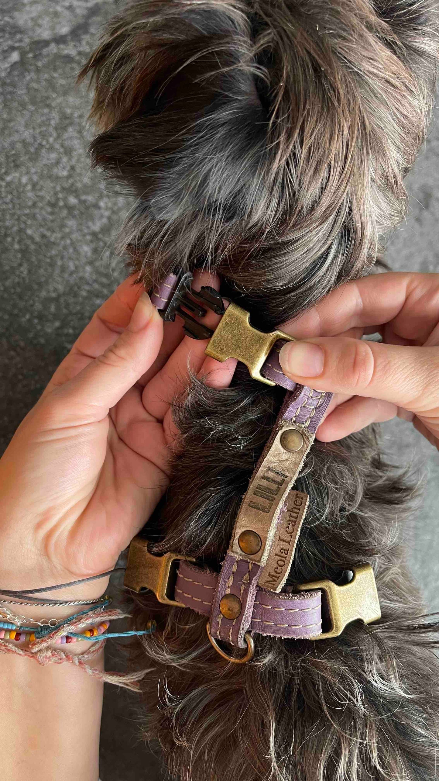 Meola Leather Dogs