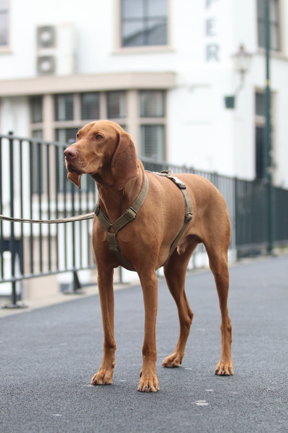 Meola Leather Dogs