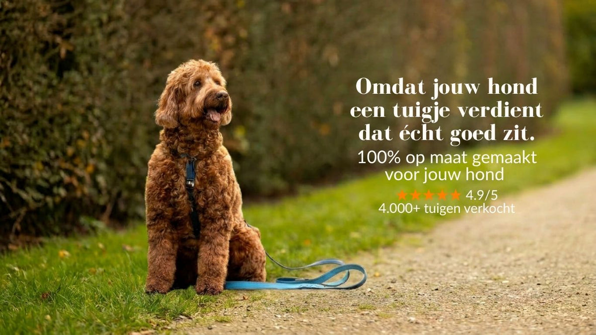 Meola Leather Dogs