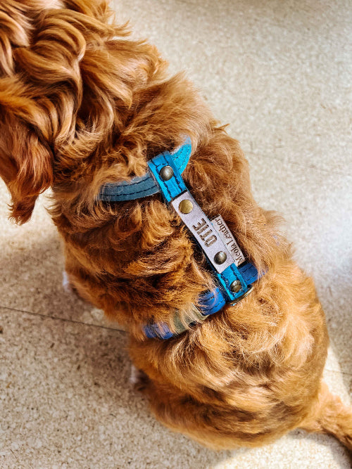 Meola Leather Dogs