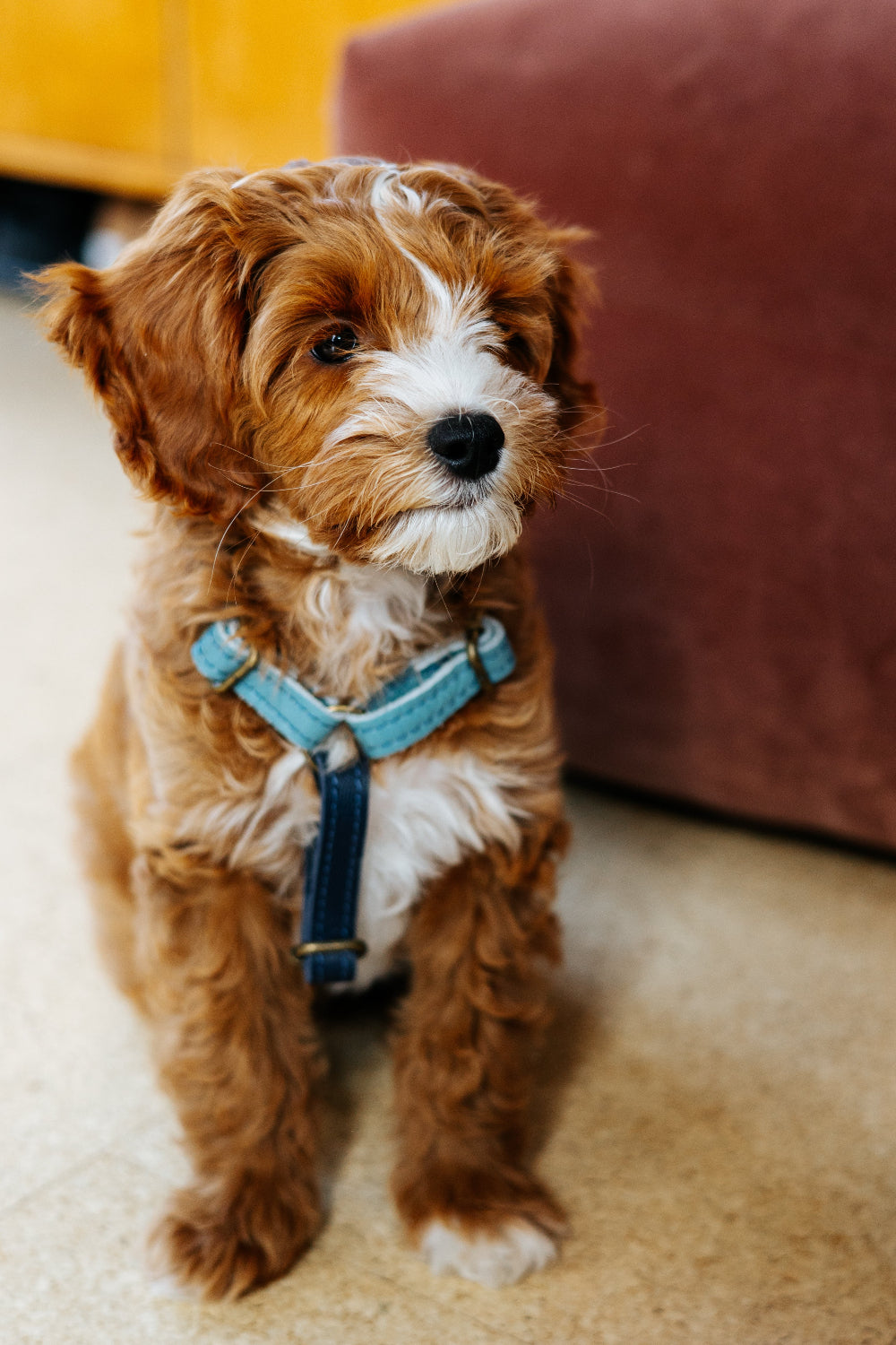 Meola Leather Dogs