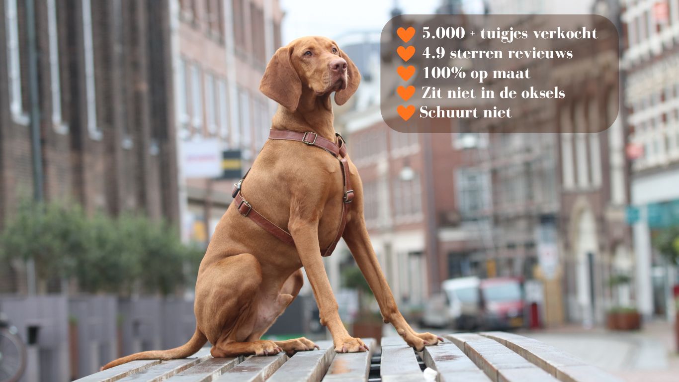 Voorkom_gewrichtsproblemen_bij_je_hond_op maat hondentuigjes header foto