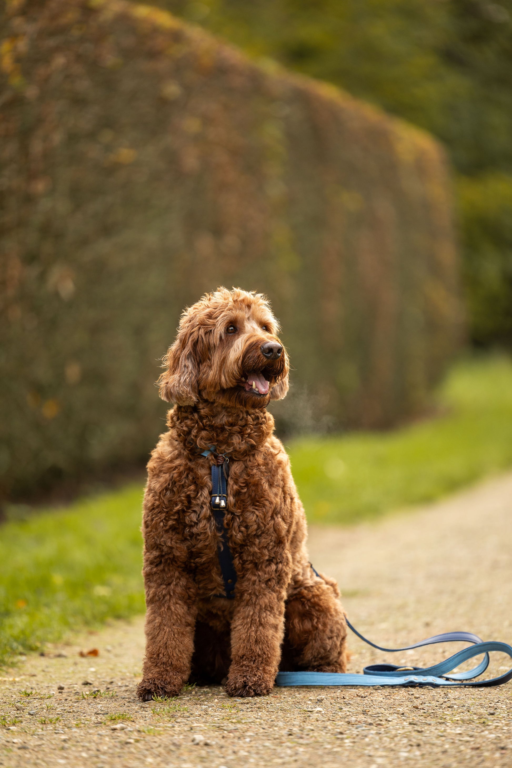 Mini Labradoodle Colors Australian Labradoodle Wavy Fleece Coat