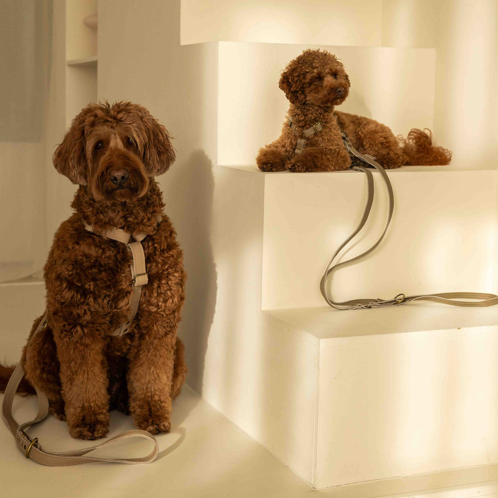 
                      
                        leren-hondentuig-ytuigje-standaard-collectie-beste-hondentuig-soepel-leer-geen-klitten-perfect-passend-beige-taupe
                      
                    