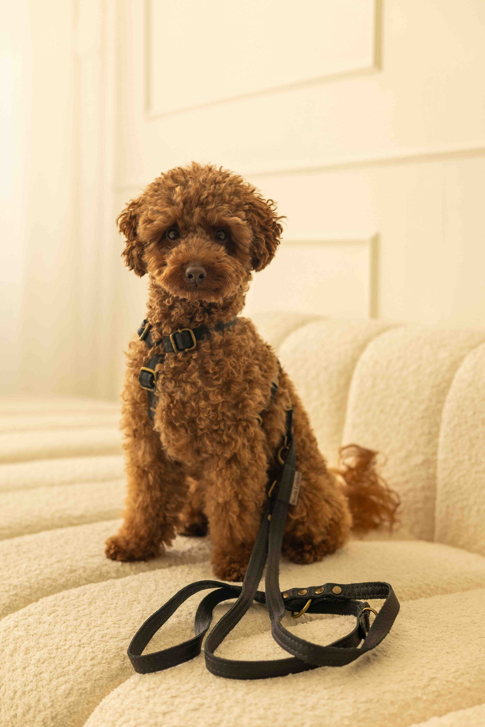 leren-hondentuig-ytuigje-standaard-collectie-beste-hondentuig-soepel-leer-geen-klitten-perfect-passend-zwart-staand