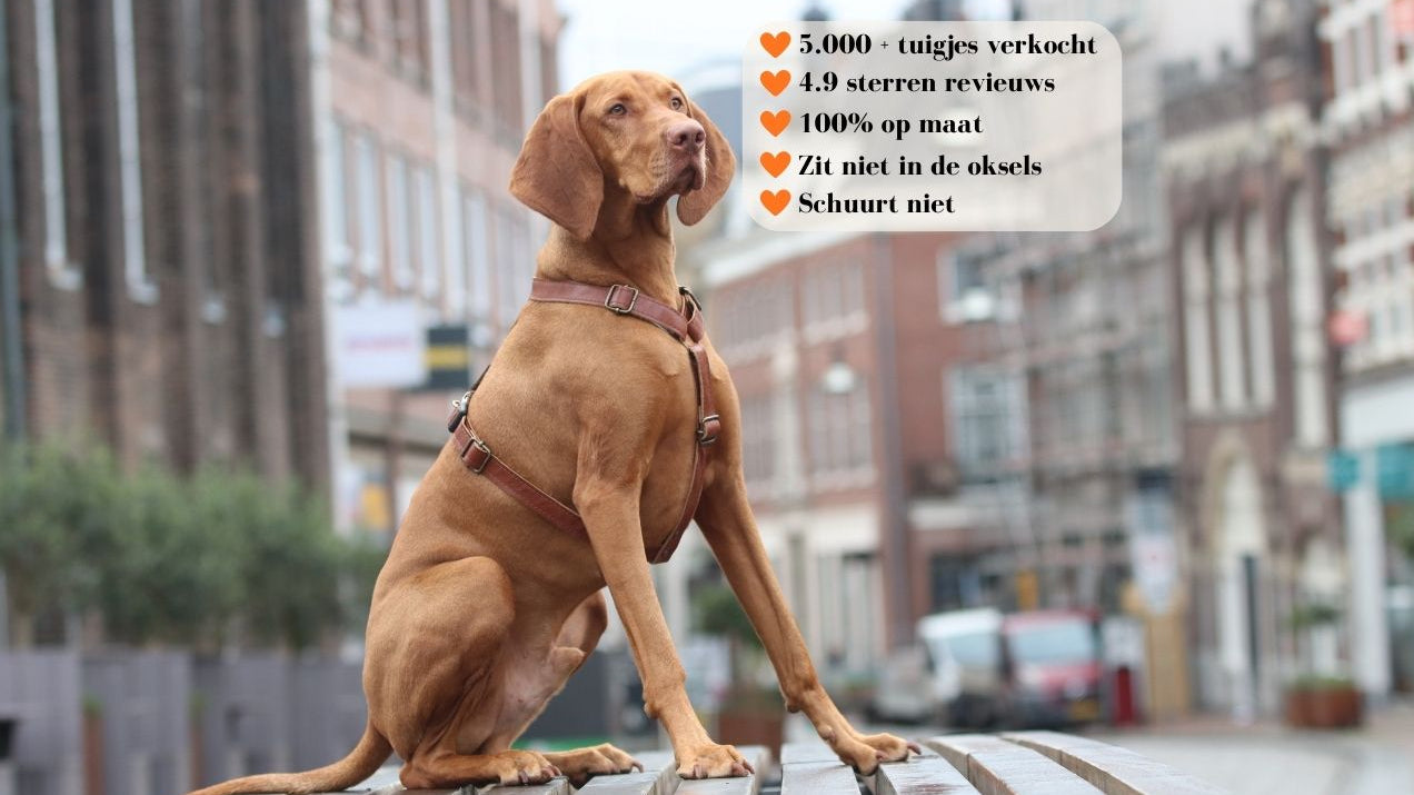 ridgeback met leren hondentuig in stad bruin